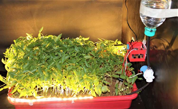 Live Dashboard Data from Smart Agriculture Using IoT Cloud System Live monitoring showing temperature, humidity, soil moisture, and automated irrigation status