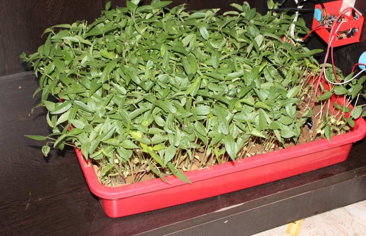 Field Testing Setup for Smart Agriculture Using IoT Project Testing environment showing seedling tray, water reservoir, and smart agriculture using IoT hardware