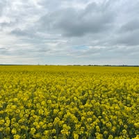 Profile picture for user michelvansimaeys