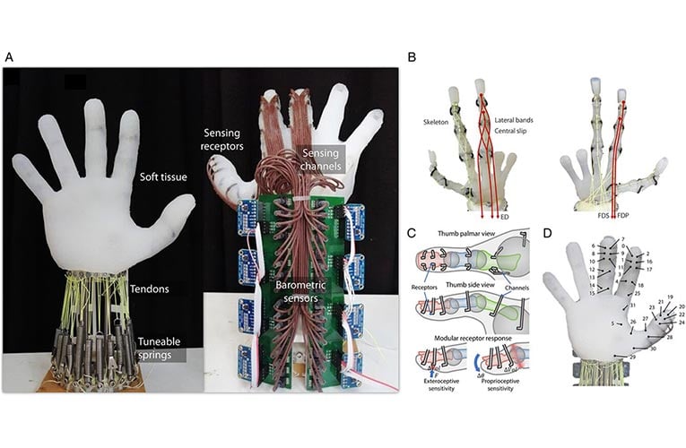 Robotic Hand Grasps Object