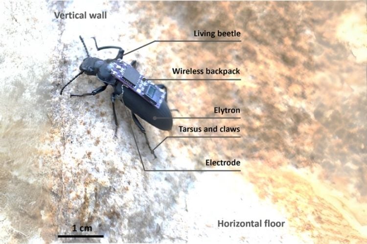 Cyborg Beetles Navigate Obstacles With Implants