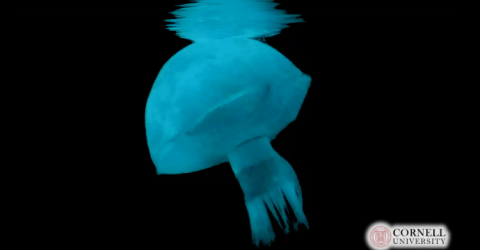 Cornell’s Jellyfish Robot