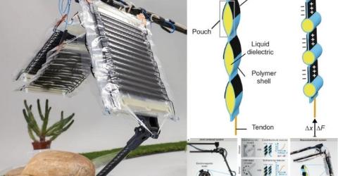 Electrohydraulic Muscles Redefine Robotics with Animal-Like Agility