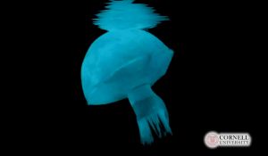 Cornell’s Jellyfish Robot